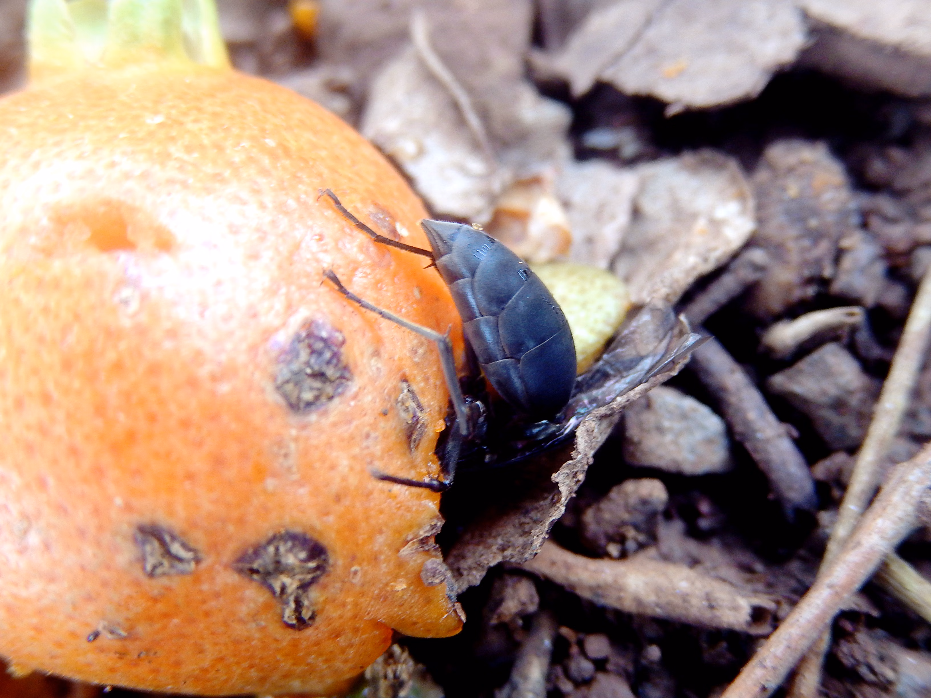broken fruit