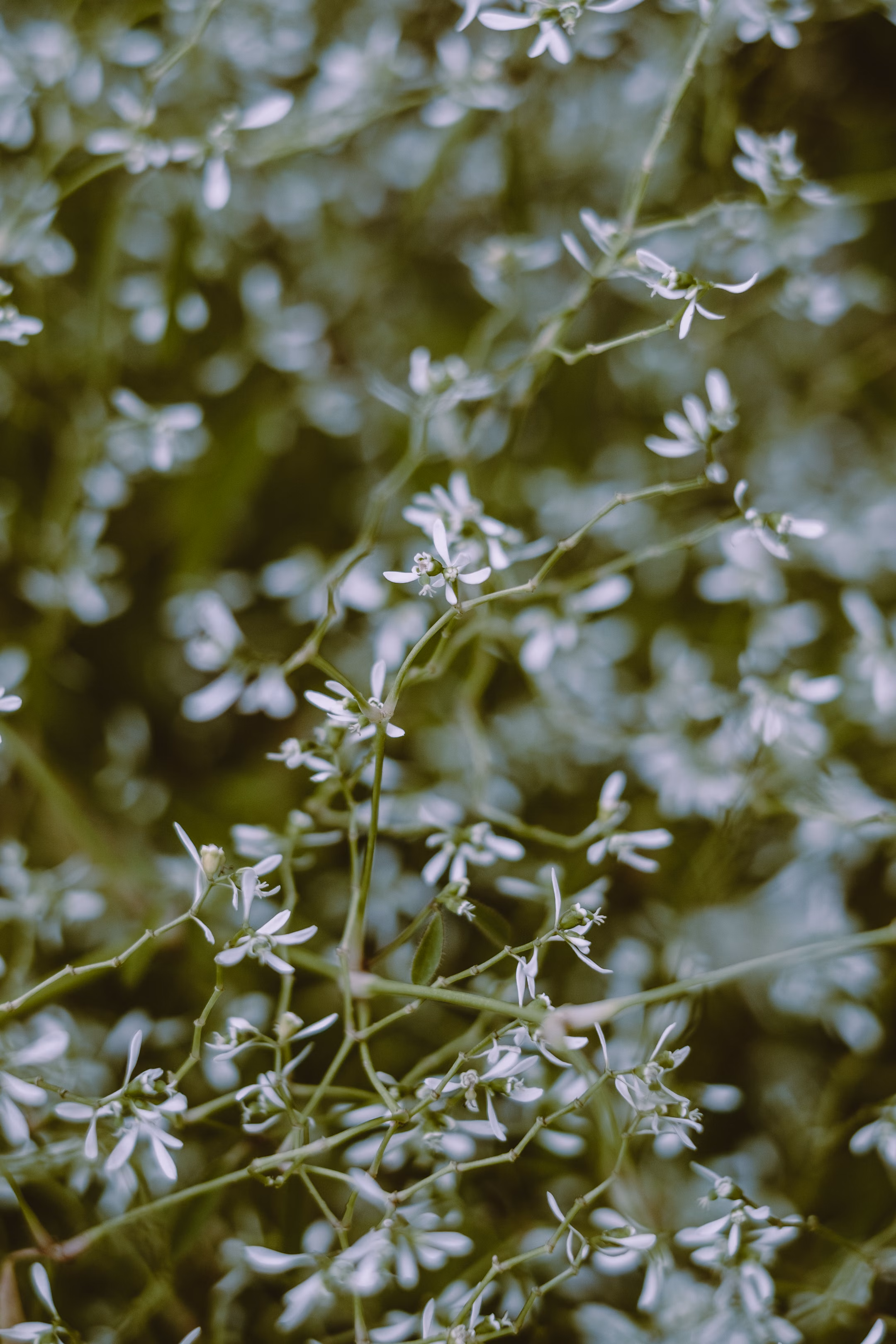 leaves